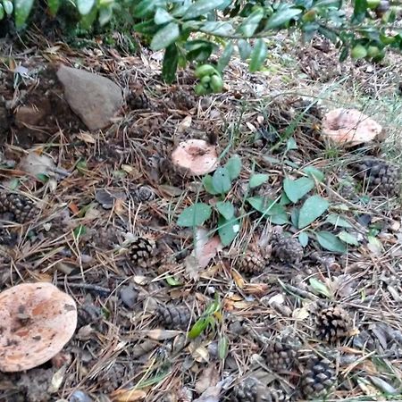 Ensija Pedraforca Apartman Saldés Kültér fotó